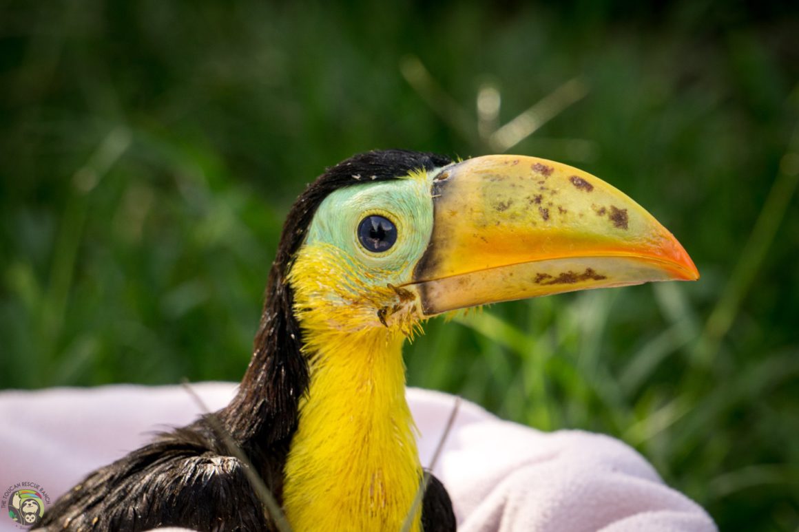 baby keel-billed toucan