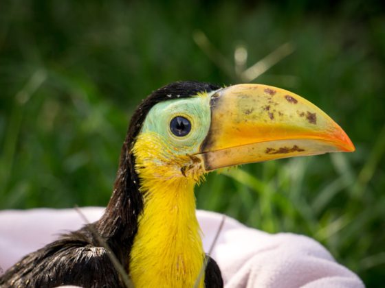 baby keel-billed toucan