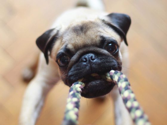 pug pulling on rope toy