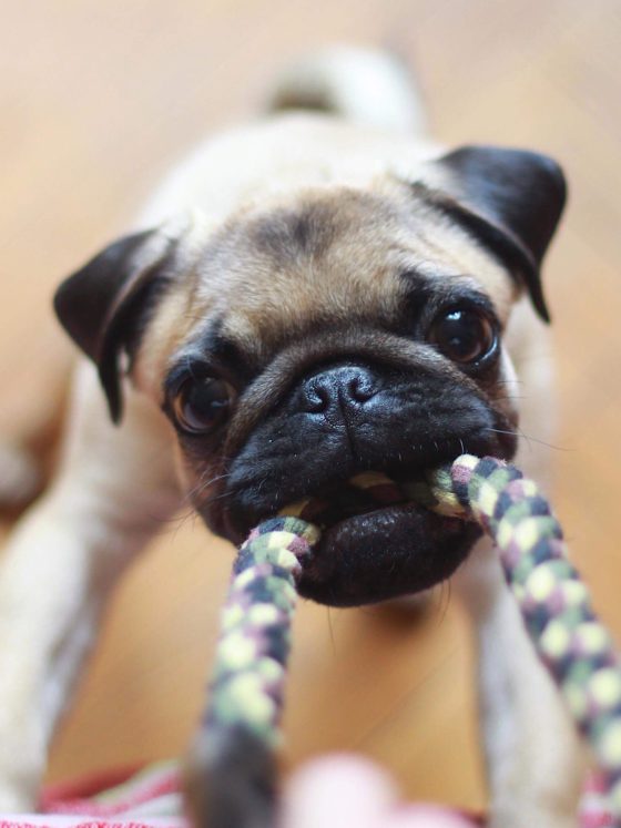 pug pulling on rope toy