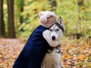 child hugging huskey