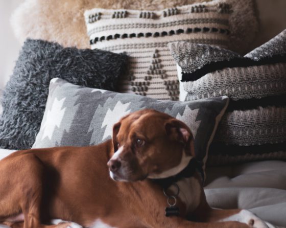 brown dog surrounded by pillows