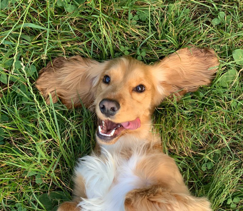 dog smiling in grass