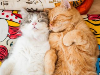 cuddling cats