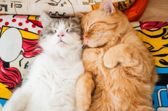 cuddling cats