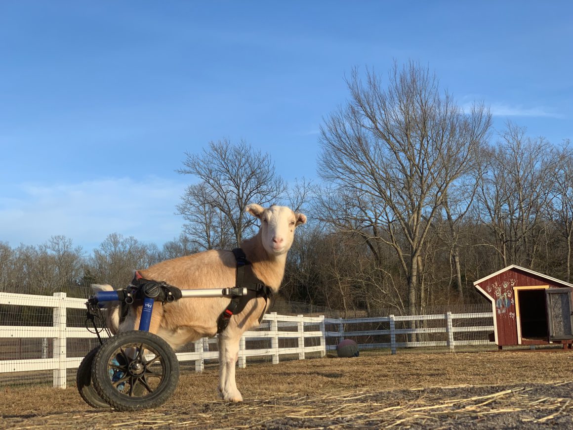 sheep in wheelchair