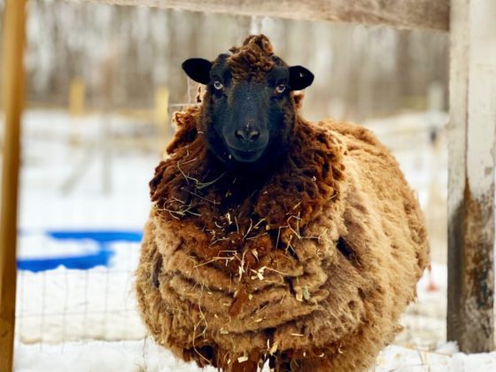 wooly sheep in snow