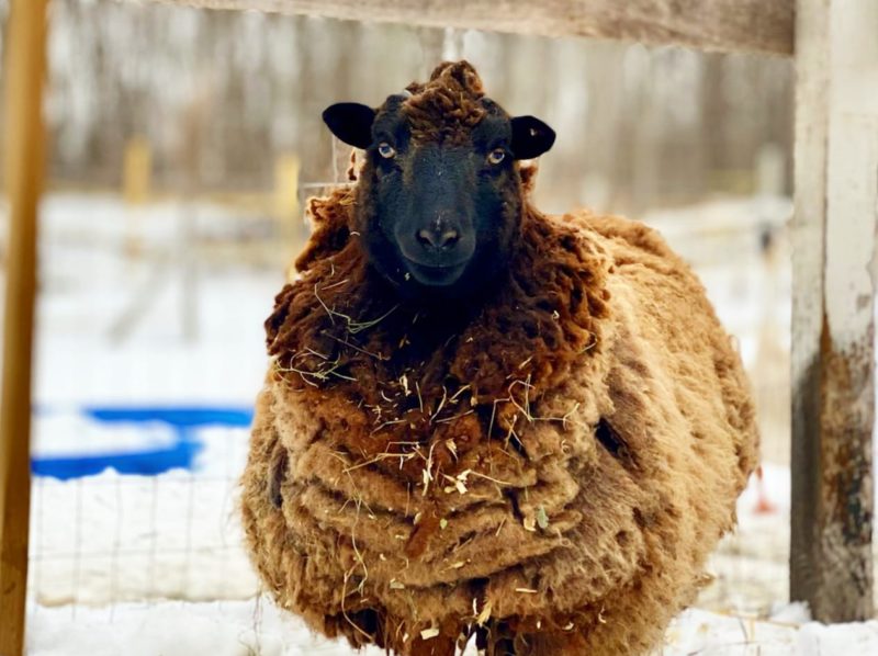 wooly sheep in snow