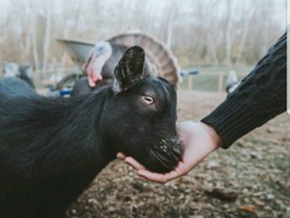 goat with human hand