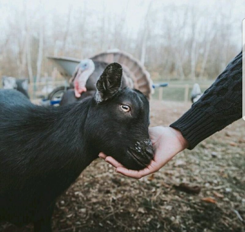 goat with human hand