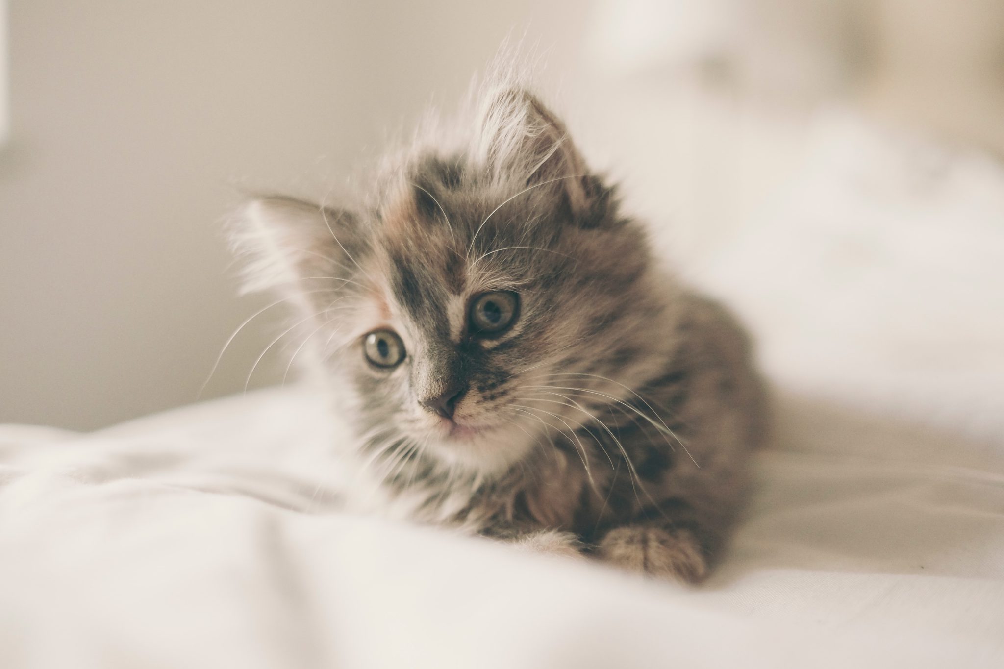 Kitten Season and Why it Matters - CUDDLY Blog