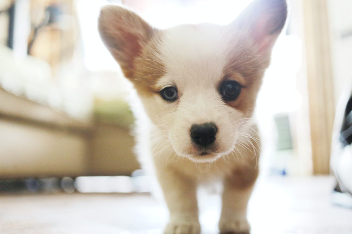 corgi puppy