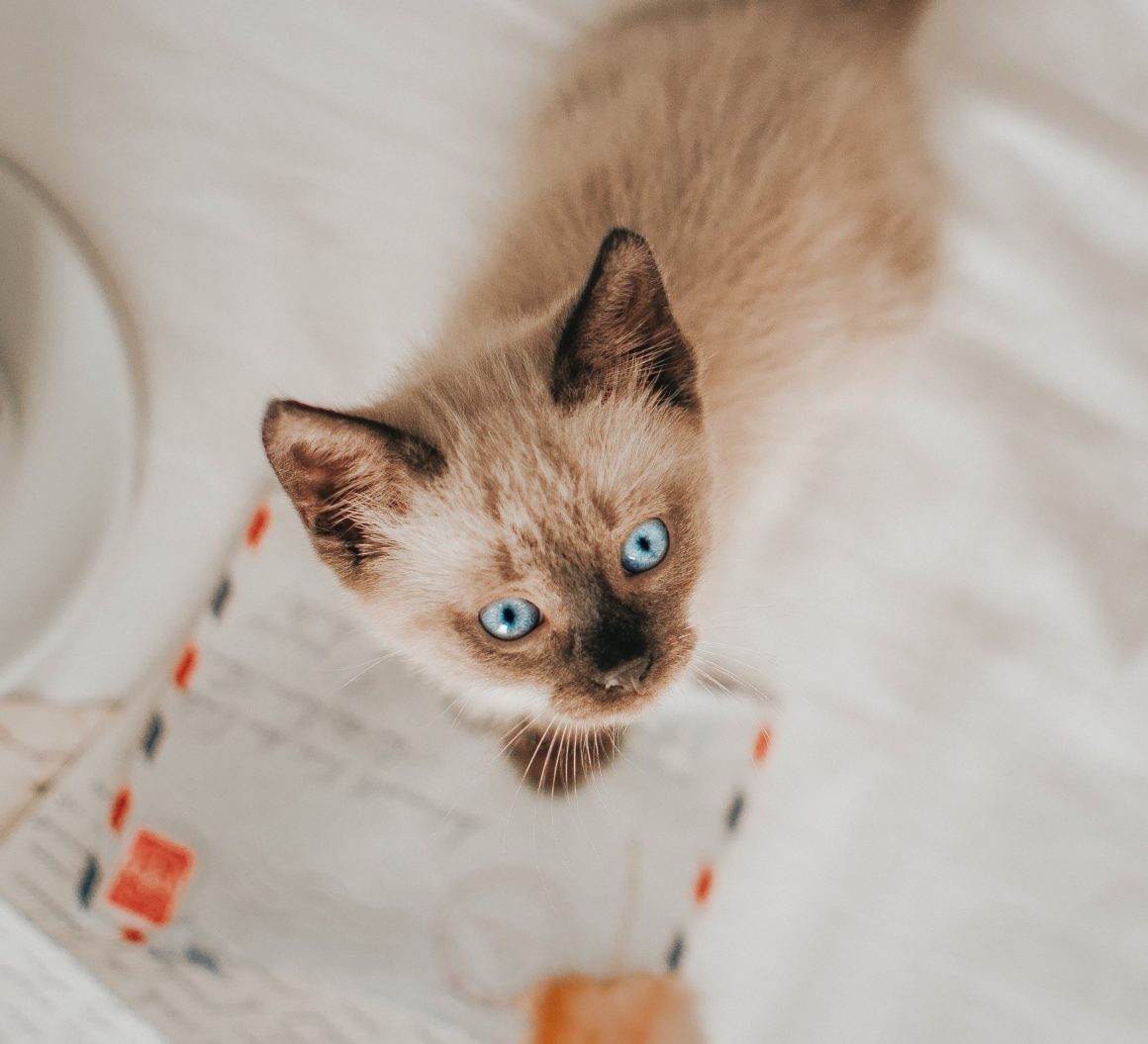 siamese kitten on love notes