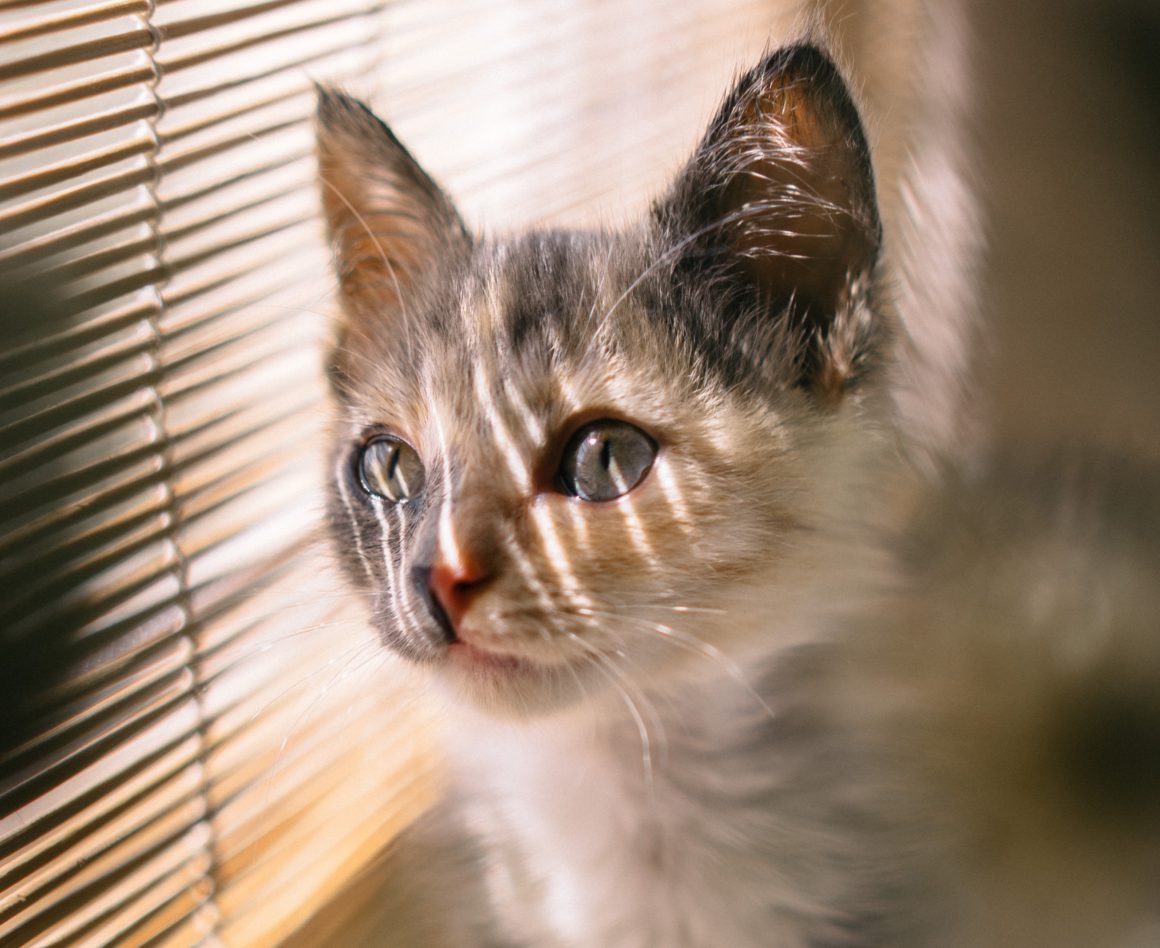 cat looking out window