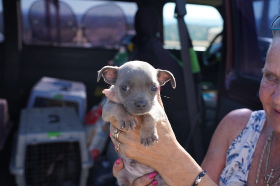 puppy in front of plane