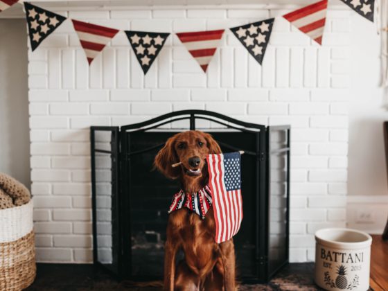 dog holding american flag