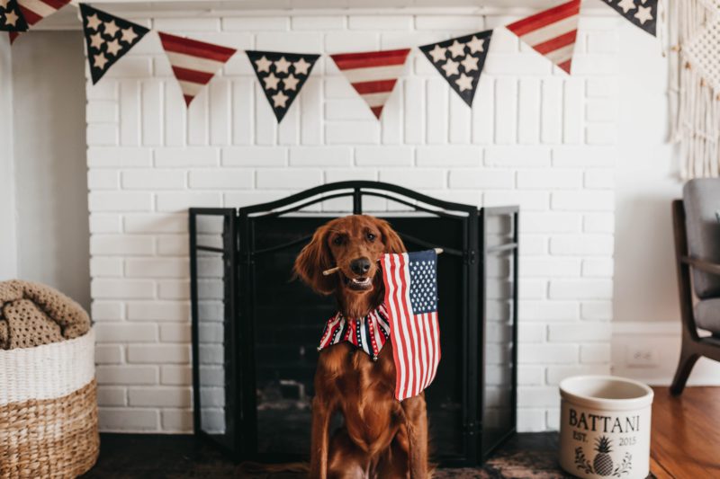 dog holding american flag