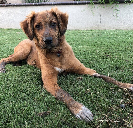 muddy puppy on grass