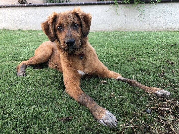 muddy puppy on grass