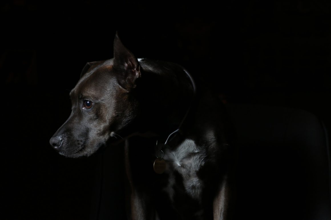 black pit bull