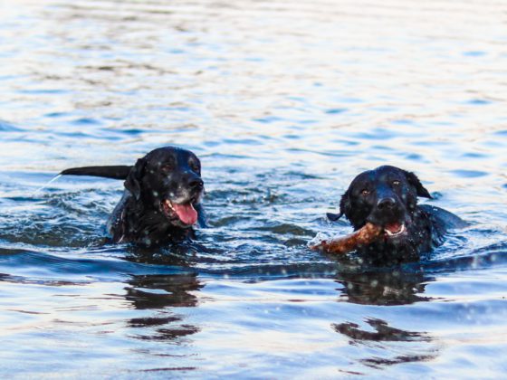 two black dogs in water