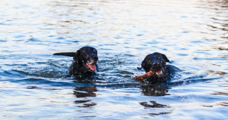 two black dogs in water