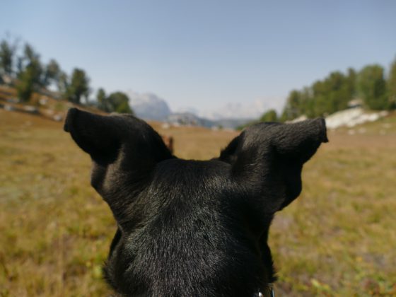 back of dog's black ears