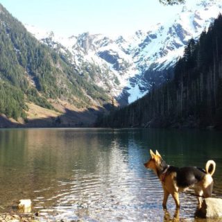 german shepherd in lake around mountains