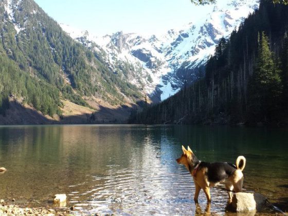 german shepherd in lake around mountains
