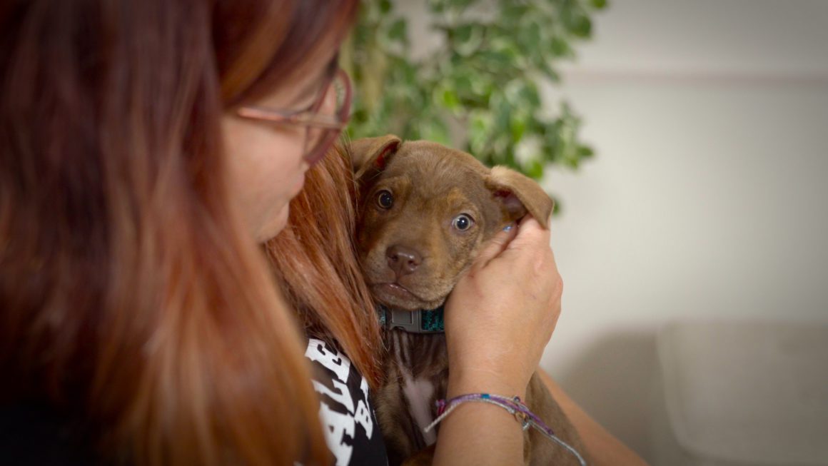brown puppy cuddling