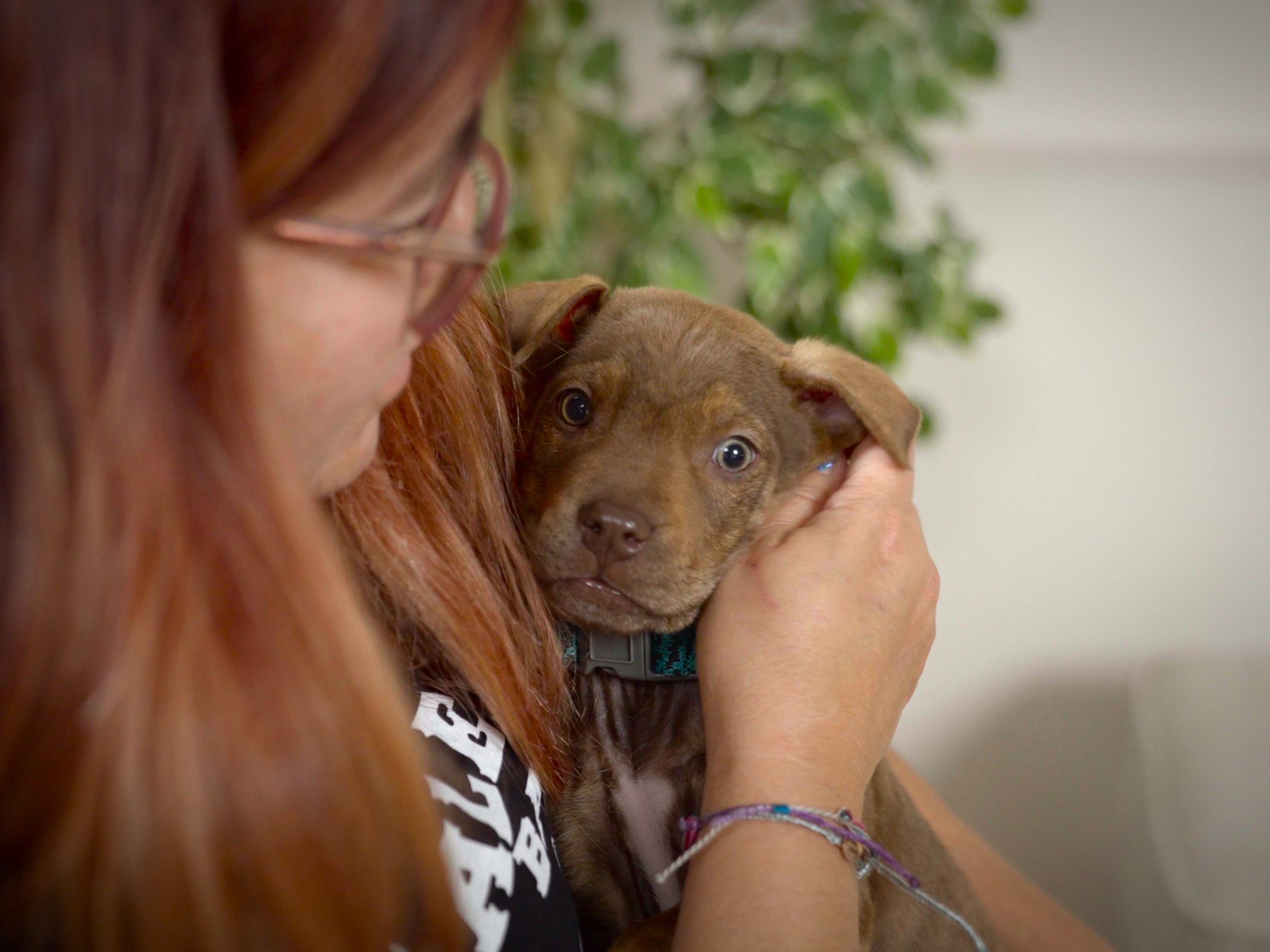 10 Most Frequently Stolen Dog Breeds CUDDLY Blog