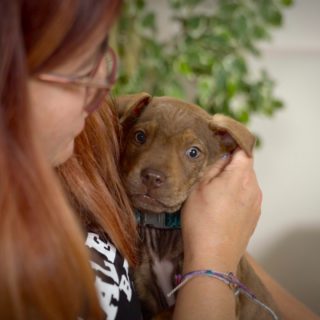 brown puppy cuddling
