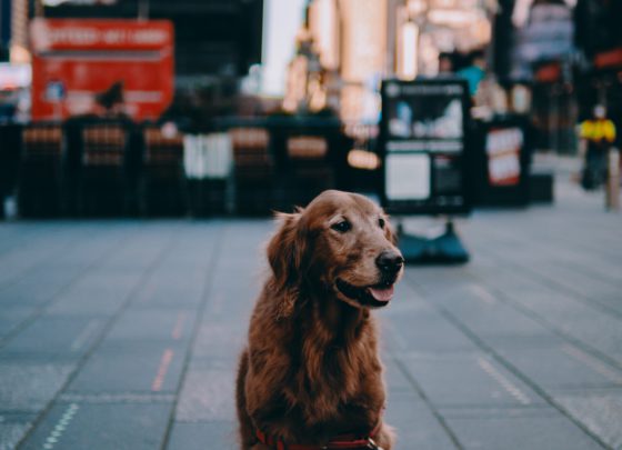 retriever in city