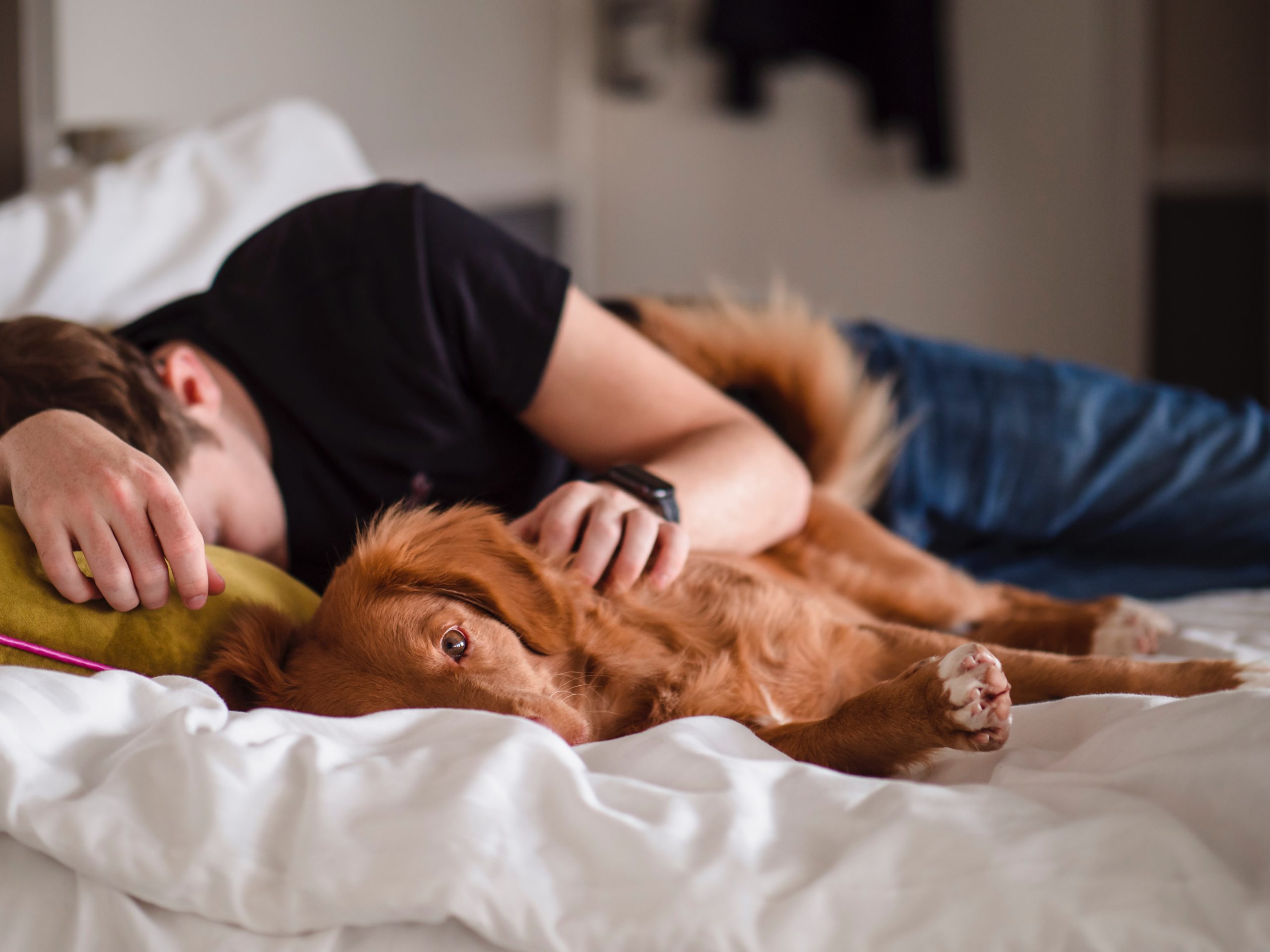 How to Train Your Dog To Detect a Diabetic's Low Blood Sugar CUDDLY Blog