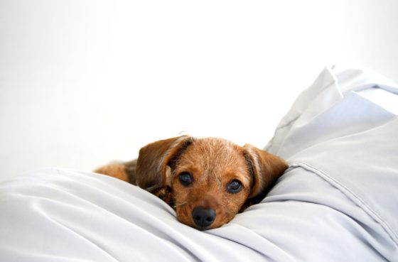 dog in sheets