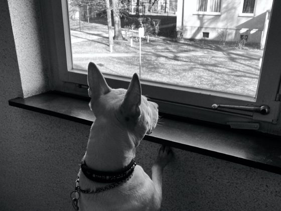 dog staring out a window