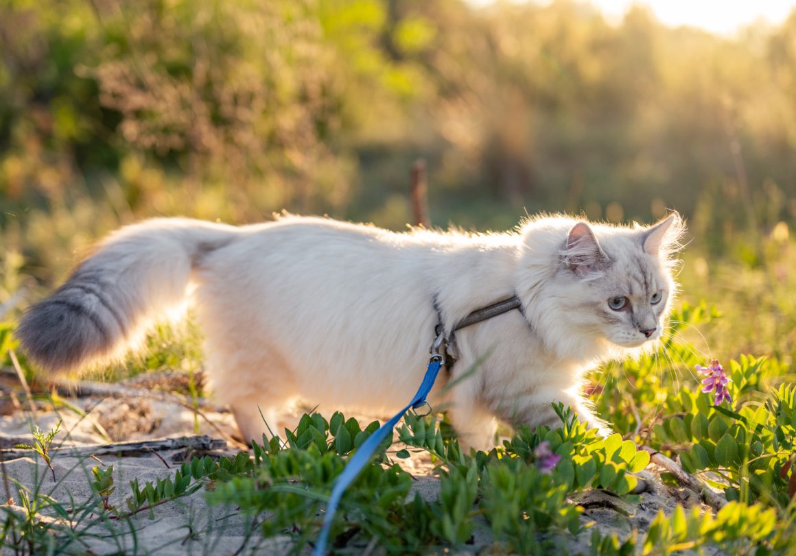 cat on leash