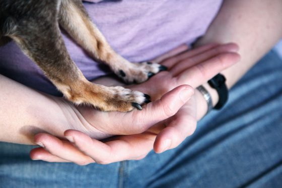 hands holding dog by paws