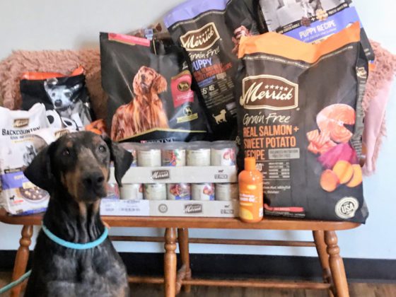 doberman with pet products