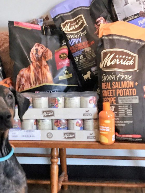 doberman with pet products