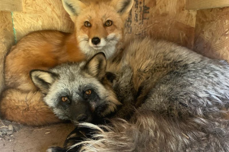 two foxes huddled together