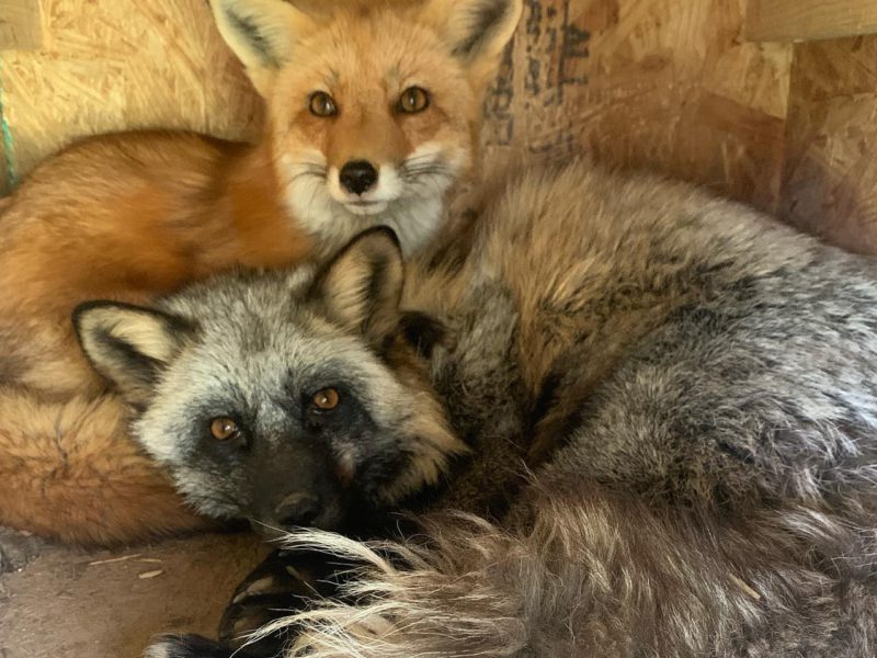 7 PetFriendly Airbnbs in NYC CUDDLY Blog