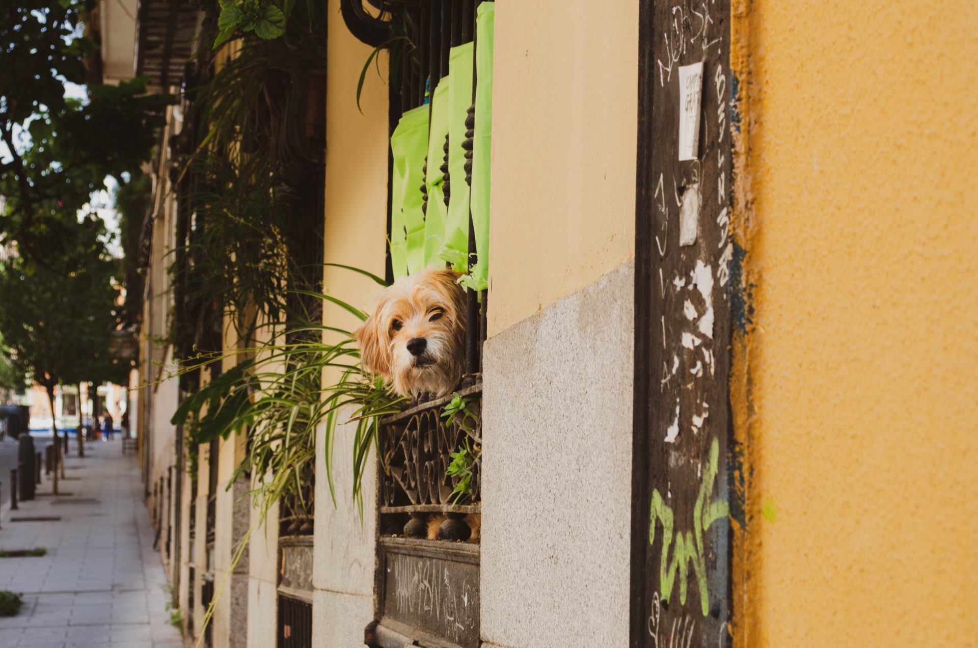 7 PetFriendly Airbnbs in NYC CUDDLY Blog