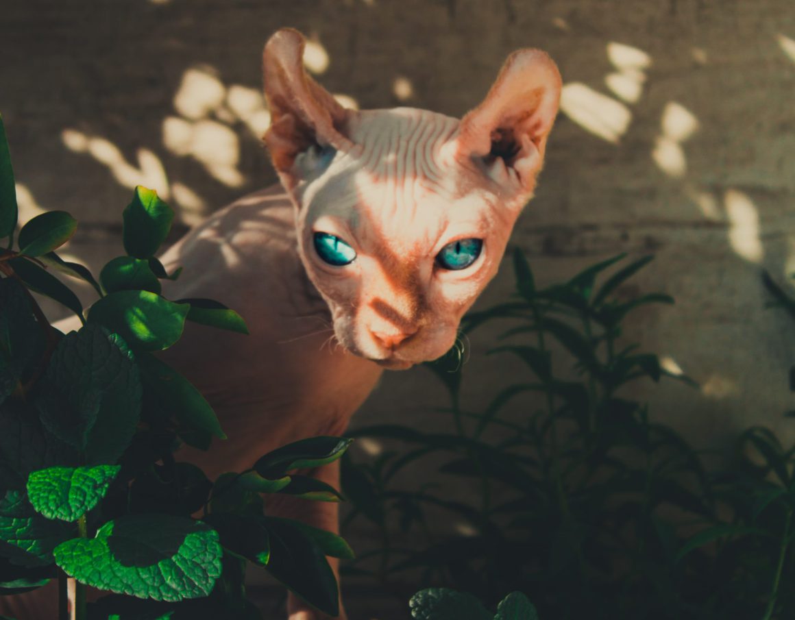 Best and Worst Pets for People with Allergies - CUDDLY Blog