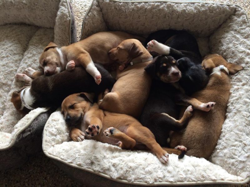 cuddling puppies