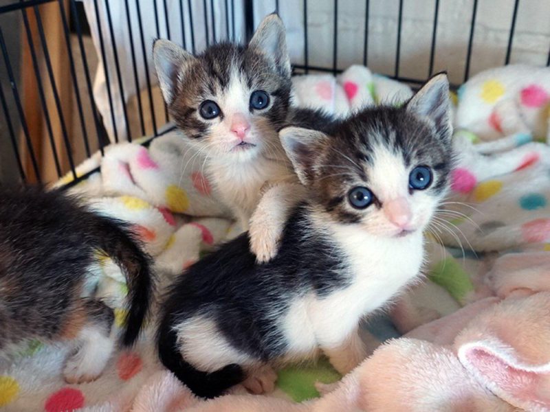 kittens looking up