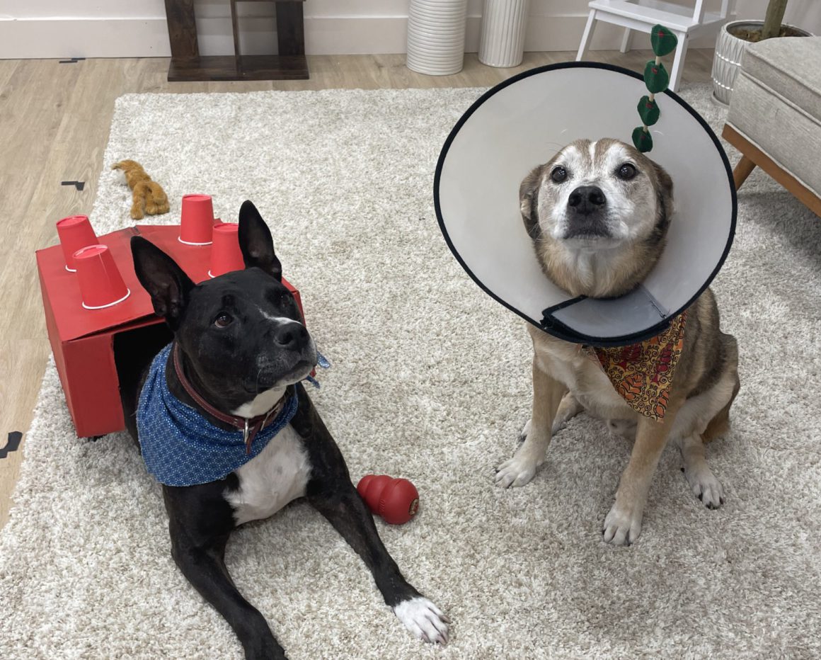 dogs in costumes