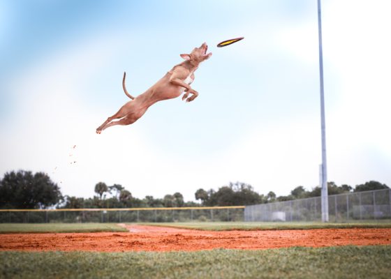 dog flying in air