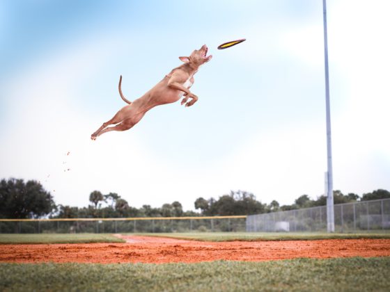 dog flying in air