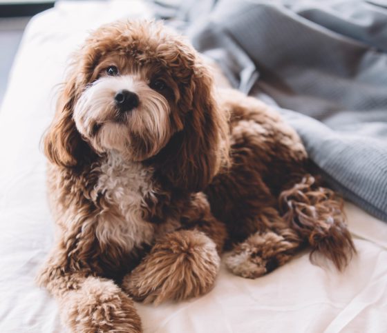 fluffy dog sitting on bed